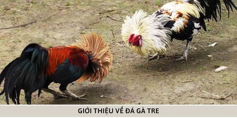 Tổng quan về đá gà tre 